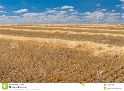 Summer Landscape with Rows of Cut Wheat Stock Image - Image of harvest ...