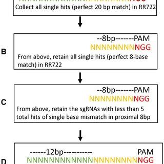 sgRNA design flow-chart. | Download Scientific Diagram