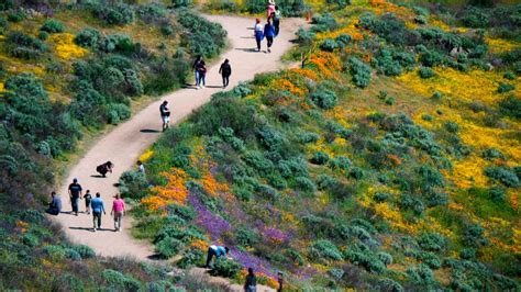 Wildflower Trail Fronting Diamond Valley Lake Reopens Next Week – NBC Los Angeles