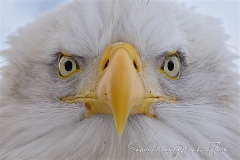 Wild Bald eagle close up - Shetzers Photography