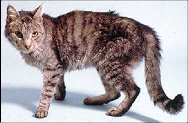 Hyperthyroidism - Chappelle Veterinary Clinic