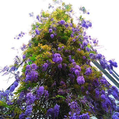 Five Different Rare Wisteria Seeds 10pcs - Pure Bonsai