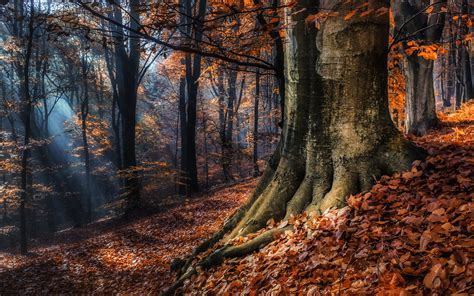 Download Sunbeam Sunlight Fall Tree Nature Forest HD Wallpaper