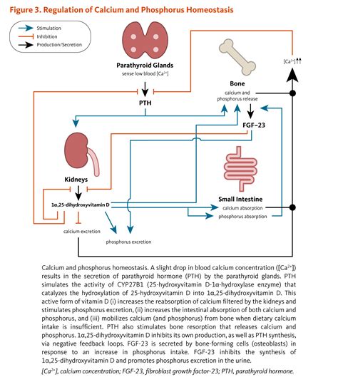 Role Of Vitamin D In Calcium Metabolism