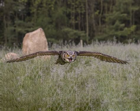 Do Owls Eat Bats? Owls One of Many Bat Predators