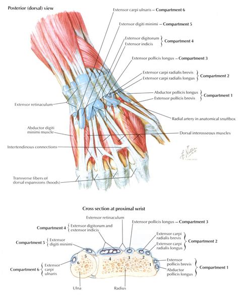 Wrist Cross-Section | Wrist anatomy, Human anatomy picture, Anatomy