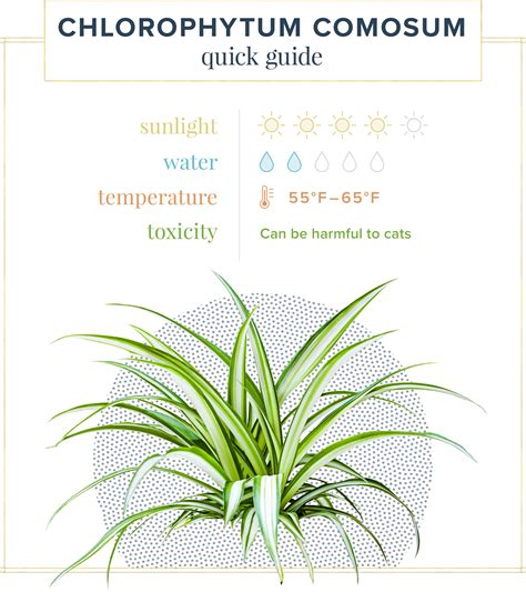 Spider Plant Care Guide: Growing Information + Tips - ProFlowers Blog