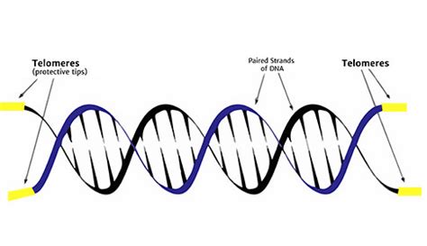 What is a Telomere? | Human Cellular Aging | TA-65 TA Sciences