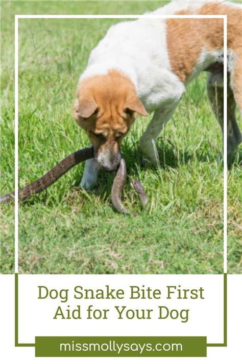 Dog Snake Bite First Aid for Your Dog - Miss Molly Says