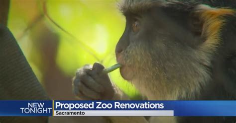 At 90 Years Old, Sacramento Zoo Has Big Renovation Plans - CBS Sacramento