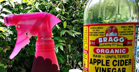 A Slice of Texas : NATURAL MOSQUITO SPRAY - Homemade Mosquito repellent