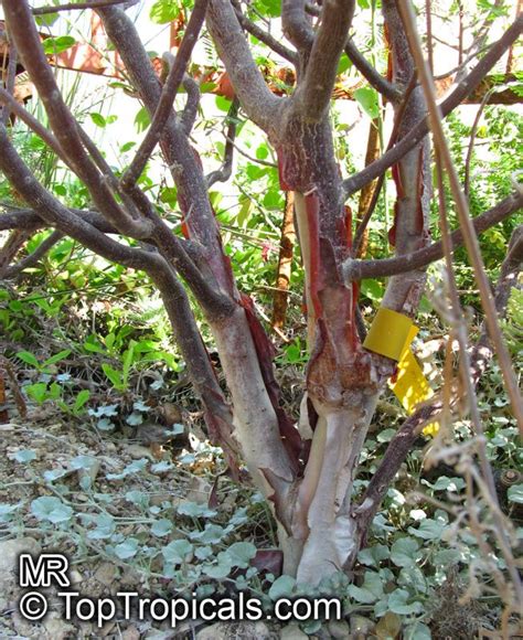 Bursera morelensis, Red Cuajiote