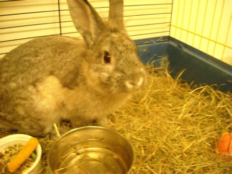 How to Care for a Recently Neutered/spayed Rabbit : 4 Steps - Instructables