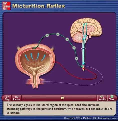 Doctors videos: Physiology: micturition reflex