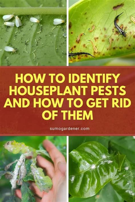 Indoor Houseplant Pests - How to Identify and Remove