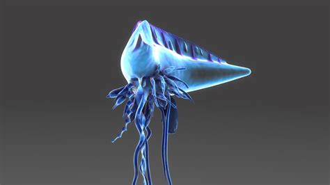 Physalia 3D Model $59 - .unknown .obj .ma - Free3D