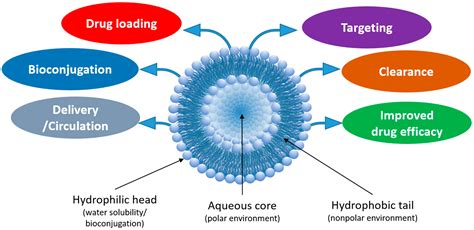 Molecules | Free Full-Text | Recent Progress in Bioconjugation Strategies for Liposome-Mediated ...