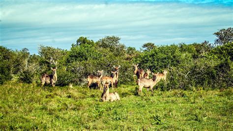 Amakhala Day Safari Amakhala Game Reserve - East Cape Tours