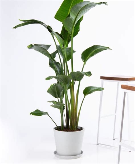 Buy Large, Potted Bird of Paradise Indoor Plant | Bloomscape | 1000 in 2020 | Birds of paradise ...