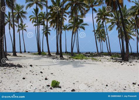 Hawaii White Sand Beach stock photo. Image of nature - 26883460