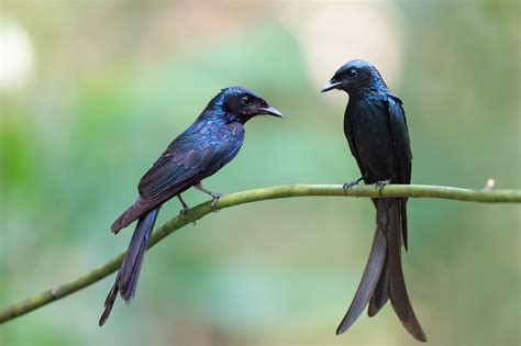 Jeevoka - Commonly Found Birds in Indian Cities