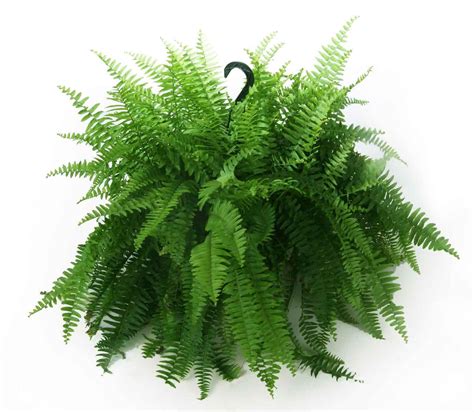 Costa Farms Boston Fern 10" Hanging Basket Plant | Walmart Canada