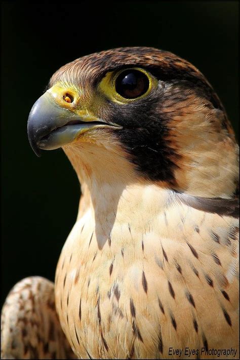 73 best falcons images on Pinterest | Birds of prey, Beautiful birds ...