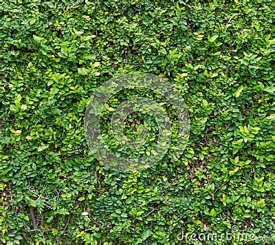Green Bush. Seamless Tileable Texture Stock Photo - Image: 44584978