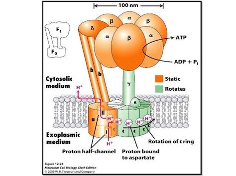 Atp synthase