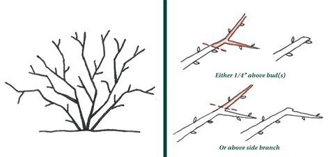 Heading Cuts Method of Pruning | Johnson's Nursery | KB