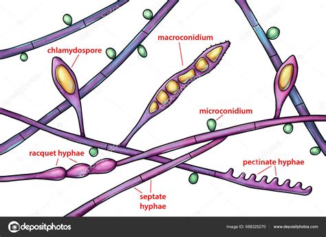 Structure Microscopic Fungi Microsporum Audouinii Illustration Anthropophilic Dermatophyte ...