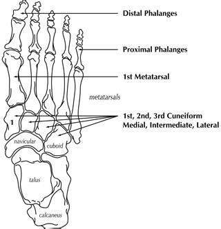 Foot Anatomy... Bones of the feet