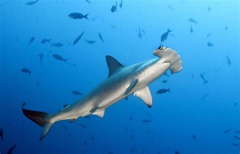 Hammerhead Shark Facts - Curious Insights And Discoveries!