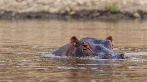 Newsela | All the hippo poop in East Africa's Mara River is a good ...