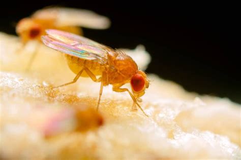 Can Fruit Flies Bite? - All South Pest Control