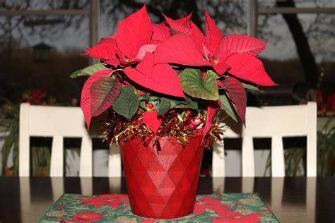 Red Poinsettia On Kitchen Table Free Stock Photo - Public Domain Pictures