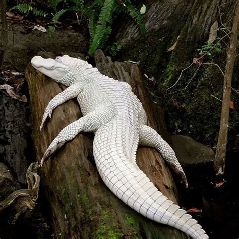 10 Amazing Albino Animals