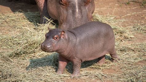 Cheyenne Mountain Zoo is the name of its new baby hippo | Daily Wyoming Cowboy