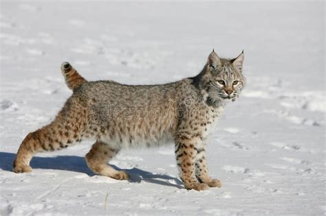 Young Bobcat stock photo. Image of fauna, mammal, nature - 10506282 ...