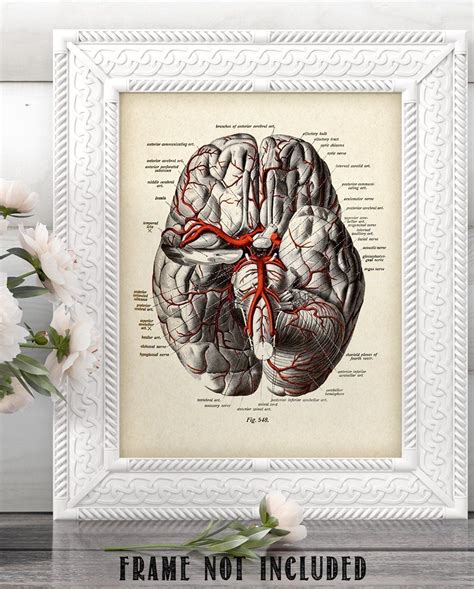 Brain Diagram With Veins - 11x14 Unframed Brain Art Medical Posters Print - Brain Anatomy Poster ...