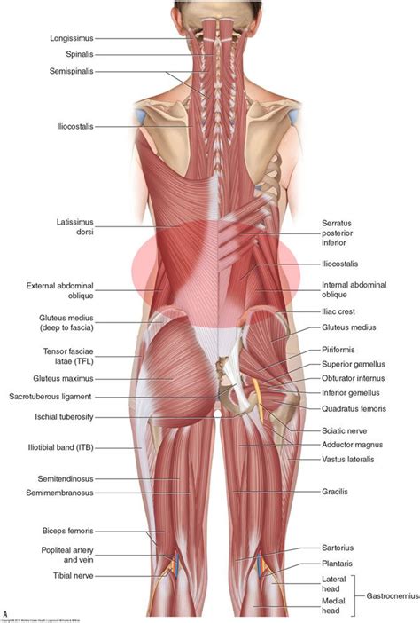 Female Upper Back Muscles Anatomy