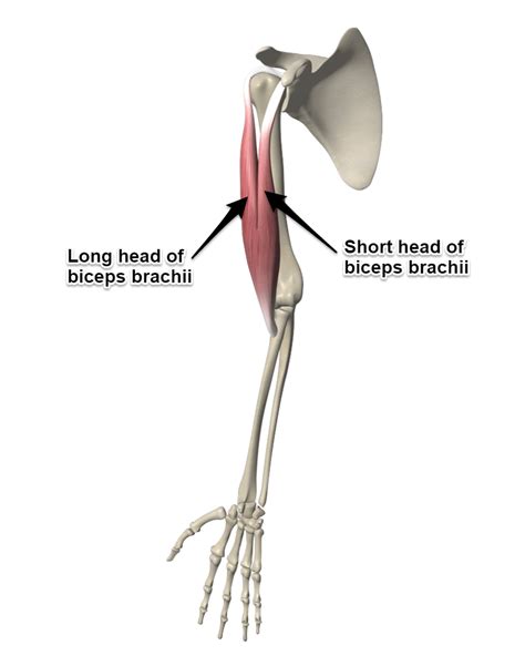 The Biceps Brachii Muscle, Its Attachments and Actions - Yoganatomy