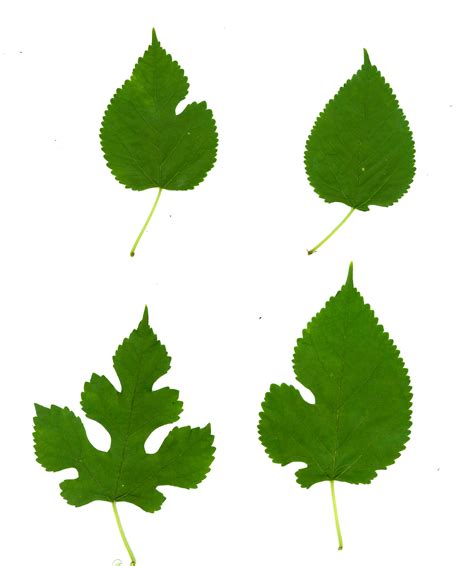File:Morus alba-leaves.jpg - Wikimedia Commons