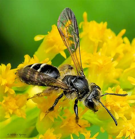 Hymenoptera. Halictidae. Lasioglossum? - Andrena nubecula - BugGuide.Net