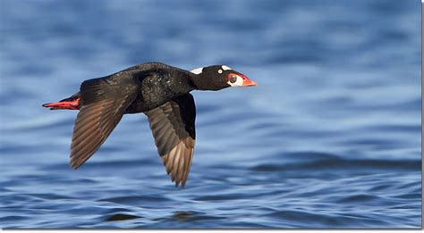 Surf Scoter Identification