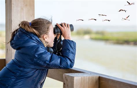 Bird Watching At Hazel Bazemore Park - Mike Shaw Toyota