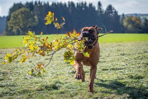 Get The Best Rhodesian Ridgeback House & Behavior Training Online Classes - The DailyMoss