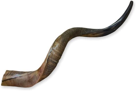 Buy Natural Kosher Kudu Horn Shofar From Israel Half Polished Sterile ...