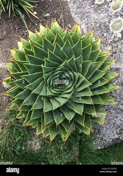 Nature’s “golden ratio” cactus plant Stock Photo - Alamy