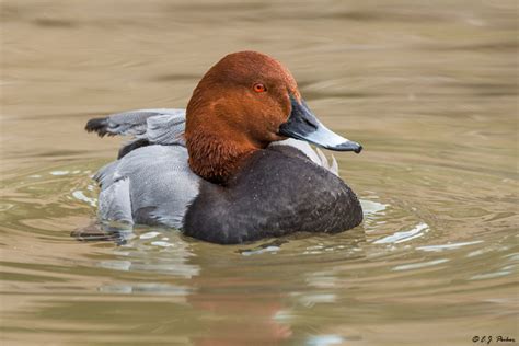 Common Pochard Page